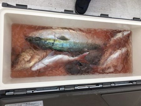 龍宮丸 釣果