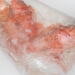 こうゆう丸 釣果