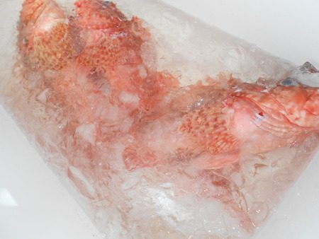 こうゆう丸 釣果