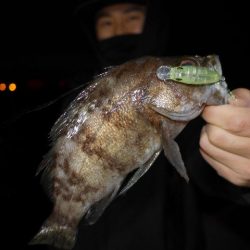 TOPGUN名古屋 釣果