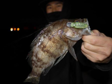 TOPGUN名古屋 釣果