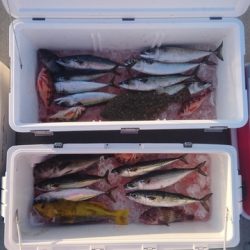 気仙沼 つり丸 釣果