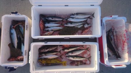 気仙沼　つり丸 釣果