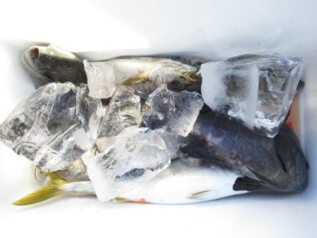 濱田渡船 釣果