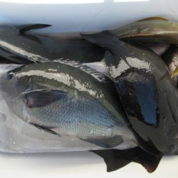 濱田渡船 釣果