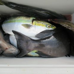 濱田渡船 釣果