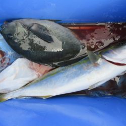 濱田渡船 釣果