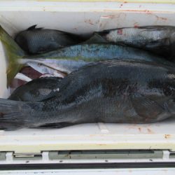 濱田渡船 釣果