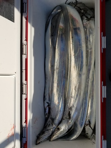 遊漁船　ニライカナイ 釣果