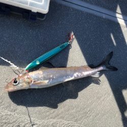 へいみつ丸 釣果