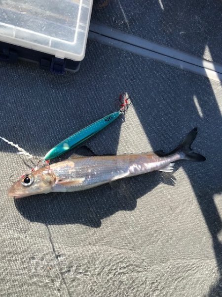 へいみつ丸 釣果