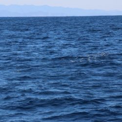 へいみつ丸 釣果