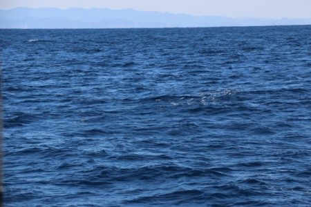 へいみつ丸 釣果