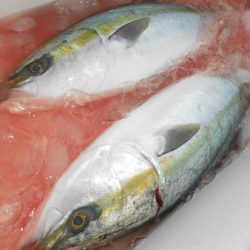 こうゆう丸 釣果