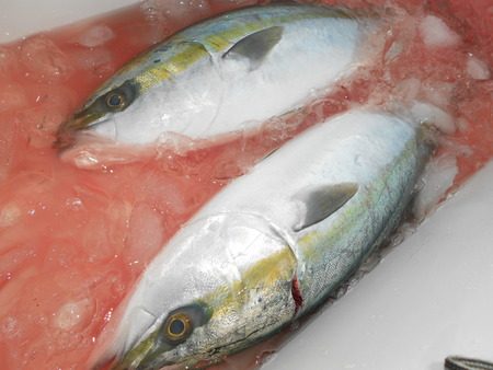 こうゆう丸 釣果