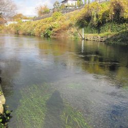 狩野川(狩野川漁業協同組合) 釣果