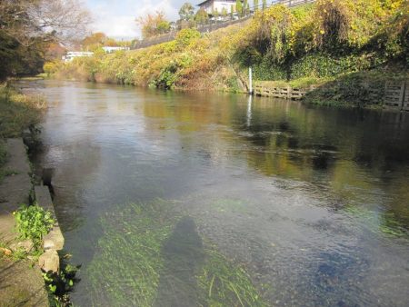 狩野川(狩野川漁業協同組合) 釣果