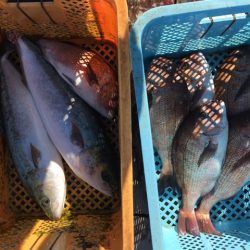 由良海上釣り堀 海人 釣果