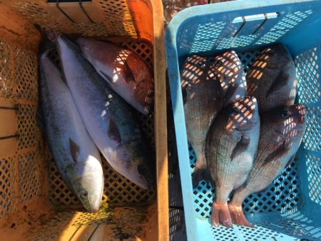 由良海上釣り堀 海人 釣果