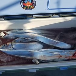 遊漁船　ニライカナイ 釣果