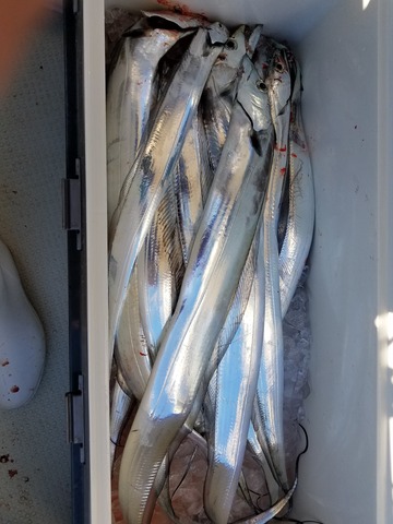 遊漁船　ニライカナイ 釣果