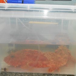 こうゆう丸 釣果