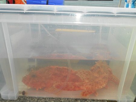 こうゆう丸 釣果