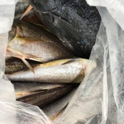 鵜来島家本渡船 釣果