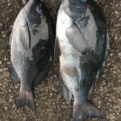 鵜来島家本渡船 釣果