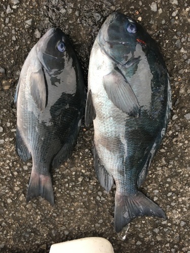 鵜来島家本渡船 釣果