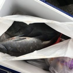 鵜来島家本渡船 釣果