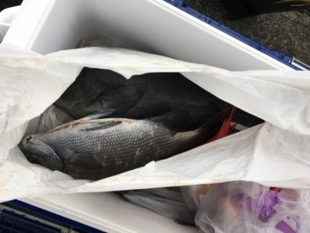 鵜来島家本渡船 釣果