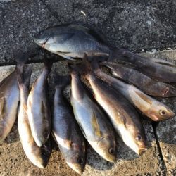 鵜来島家本渡船 釣果