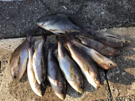 鵜来島家本渡船 釣果