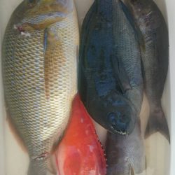 鵜来島家本渡船 釣果