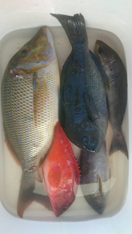鵜来島家本渡船 釣果