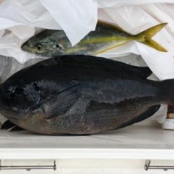 鵜来島家本渡船 釣果