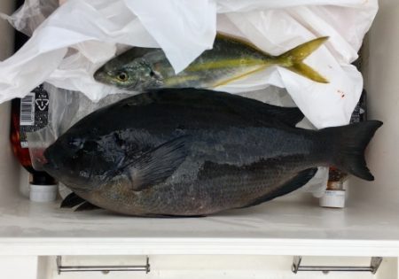 鵜来島家本渡船 釣果