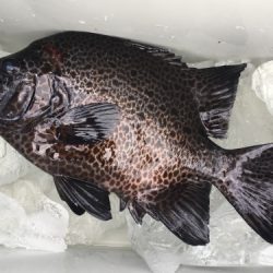 鵜来島家本渡船 釣果