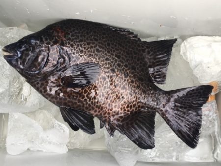 鵜来島家本渡船 釣果