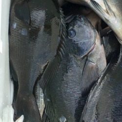 鵜来島家本渡船 釣果