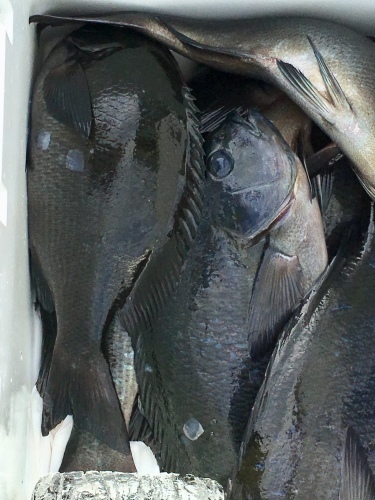 鵜来島家本渡船 釣果