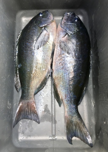 鵜来島家本渡船 釣果