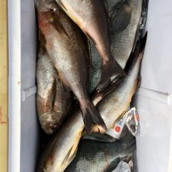 鵜来島家本渡船 釣果