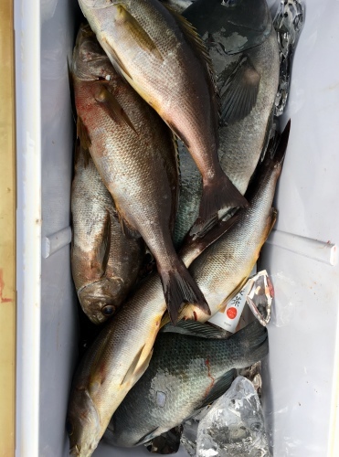 鵜来島家本渡船 釣果