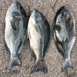 鵜来島家本渡船 釣果