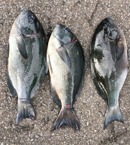 鵜来島家本渡船 釣果