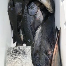 鵜来島家本渡船 釣果