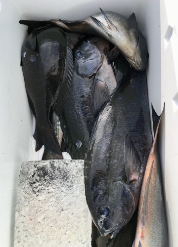 鵜来島家本渡船 釣果