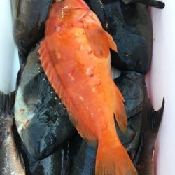 鵜来島家本渡船 釣果